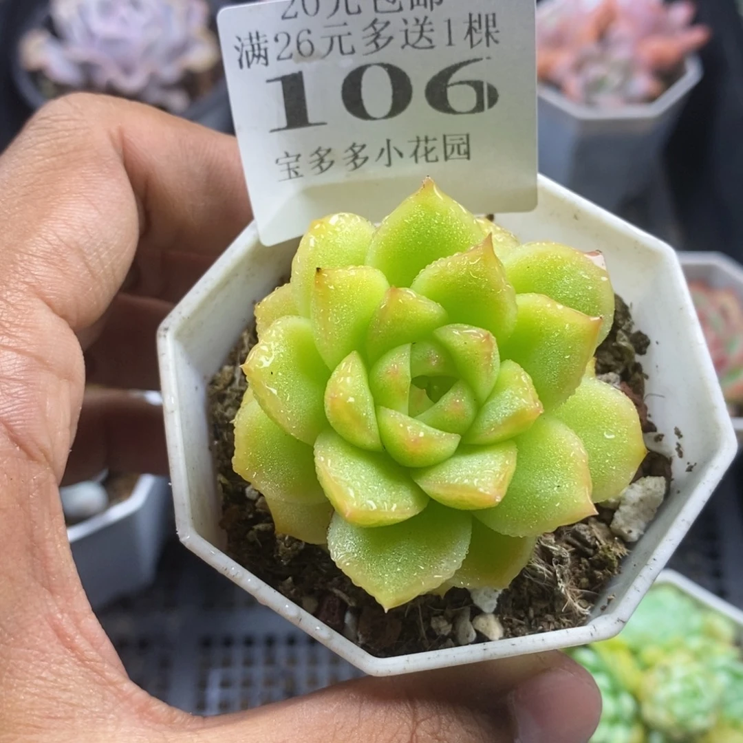 珍珠麦秆一物一拍满20包邮满26送一颗多肉
