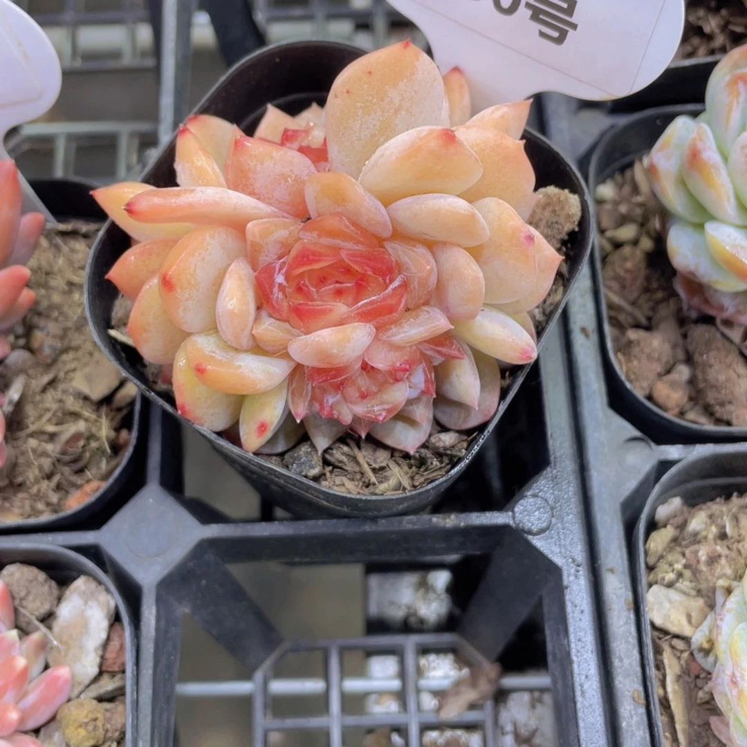 550号 珍妮糖心朵朵缀