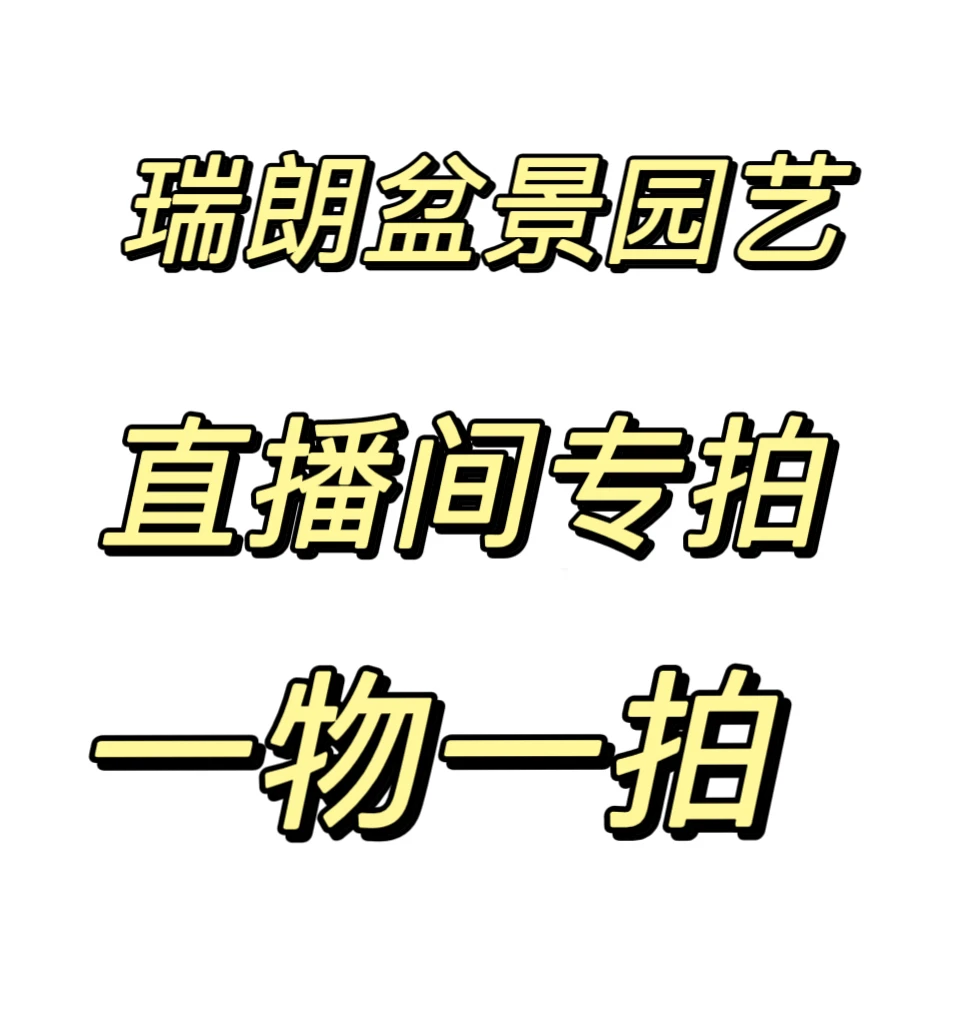 小叶雀舌庭院大门口别墅地景造型罗汉松一物一拍春庭雪大丽花