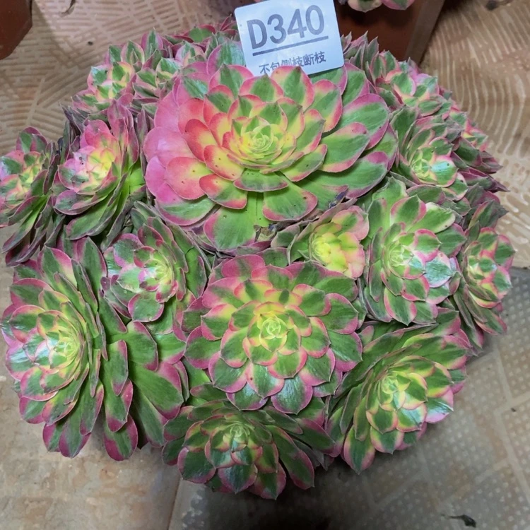 【闪购商品】340海王多肉