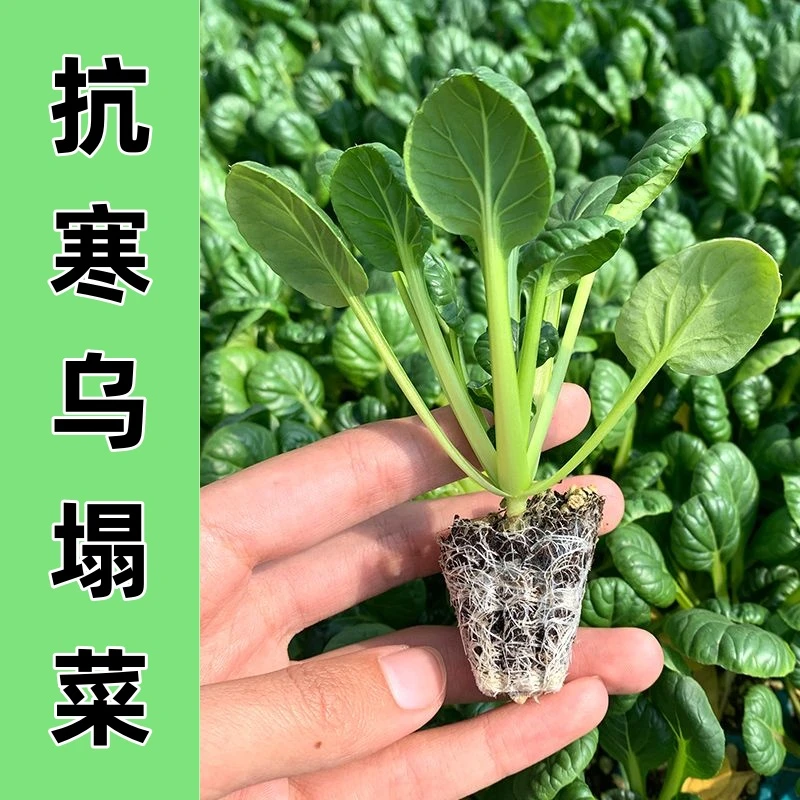 乌塌菜种苗乌塌菜菊花心秋冬耐寒蔬菜苗