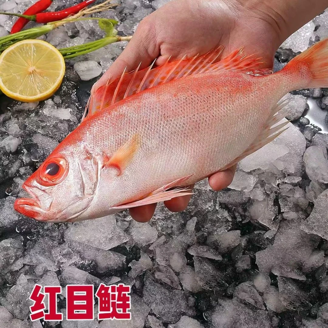 汕尾本港红目鲢大眼鱼潮汕3斤超新鲜5斤红目良鱼野生海鲜红目鲷鱼