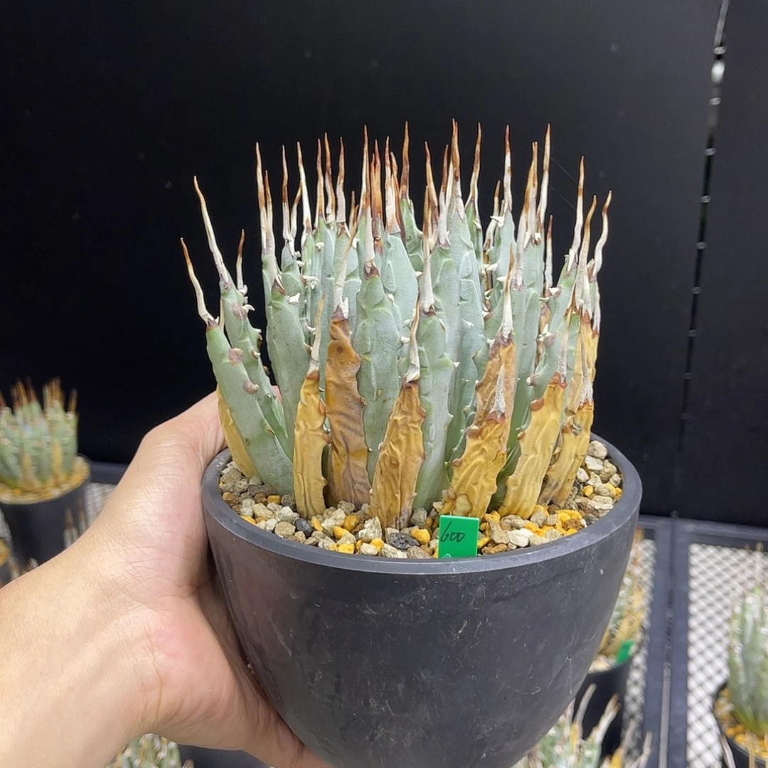 熟桩挺大一颗带盆发