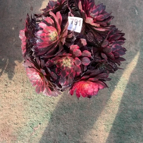 菠*蜜791烟花朵朵多肉