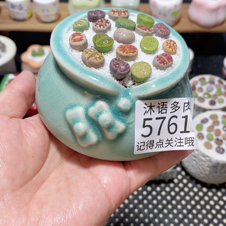 带盆土植物 一物一拍5761