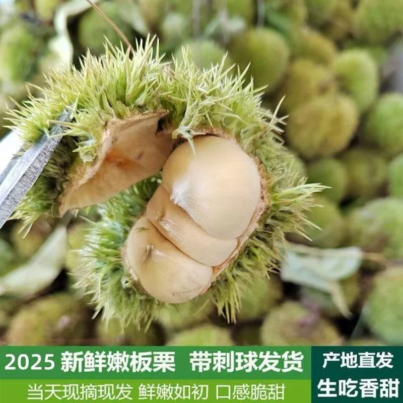 2025当季新鲜嫩板栗白壳生吃脆甜带刺球