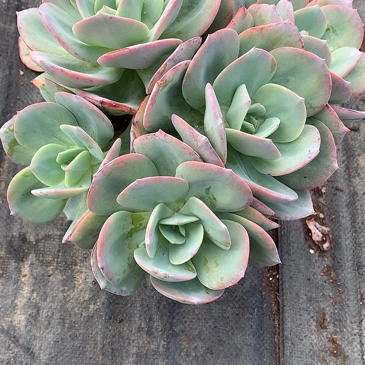 无花朵多****哒多肉植物255566