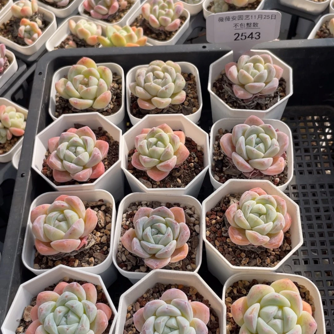 不包整散 盆子不售后2543