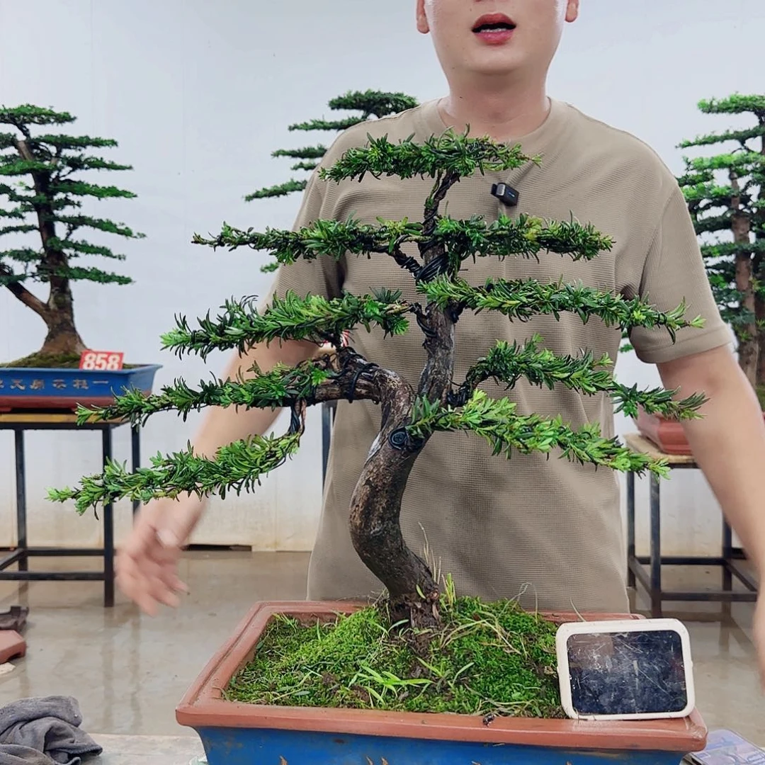 用***2无花朵盆景制作过程非常