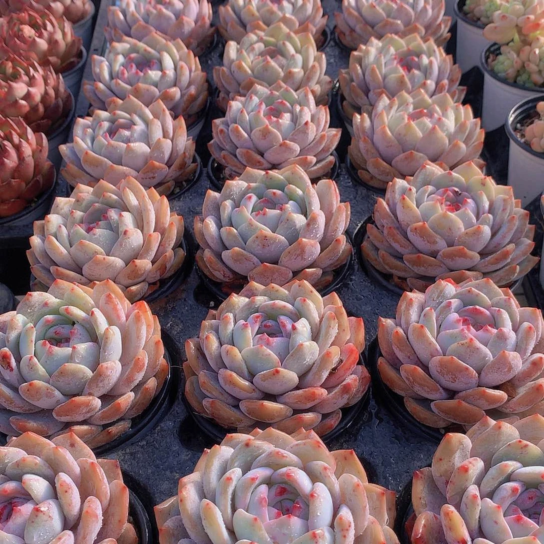 大天使橙23457789900000