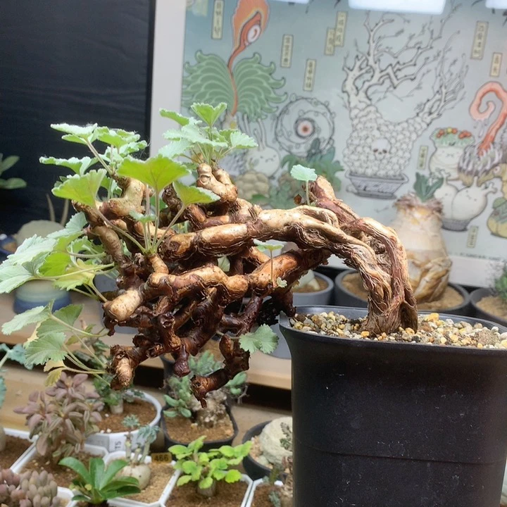 产地枝干洋葵带盆