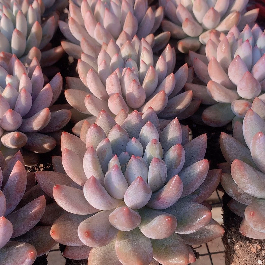 大单头所罗门45678899990