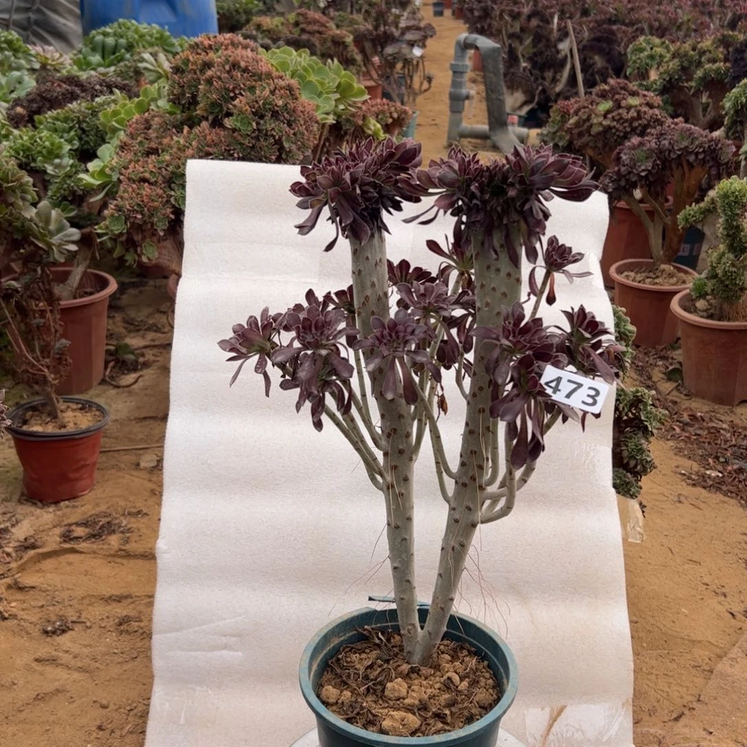 黑缀473高度40厘米