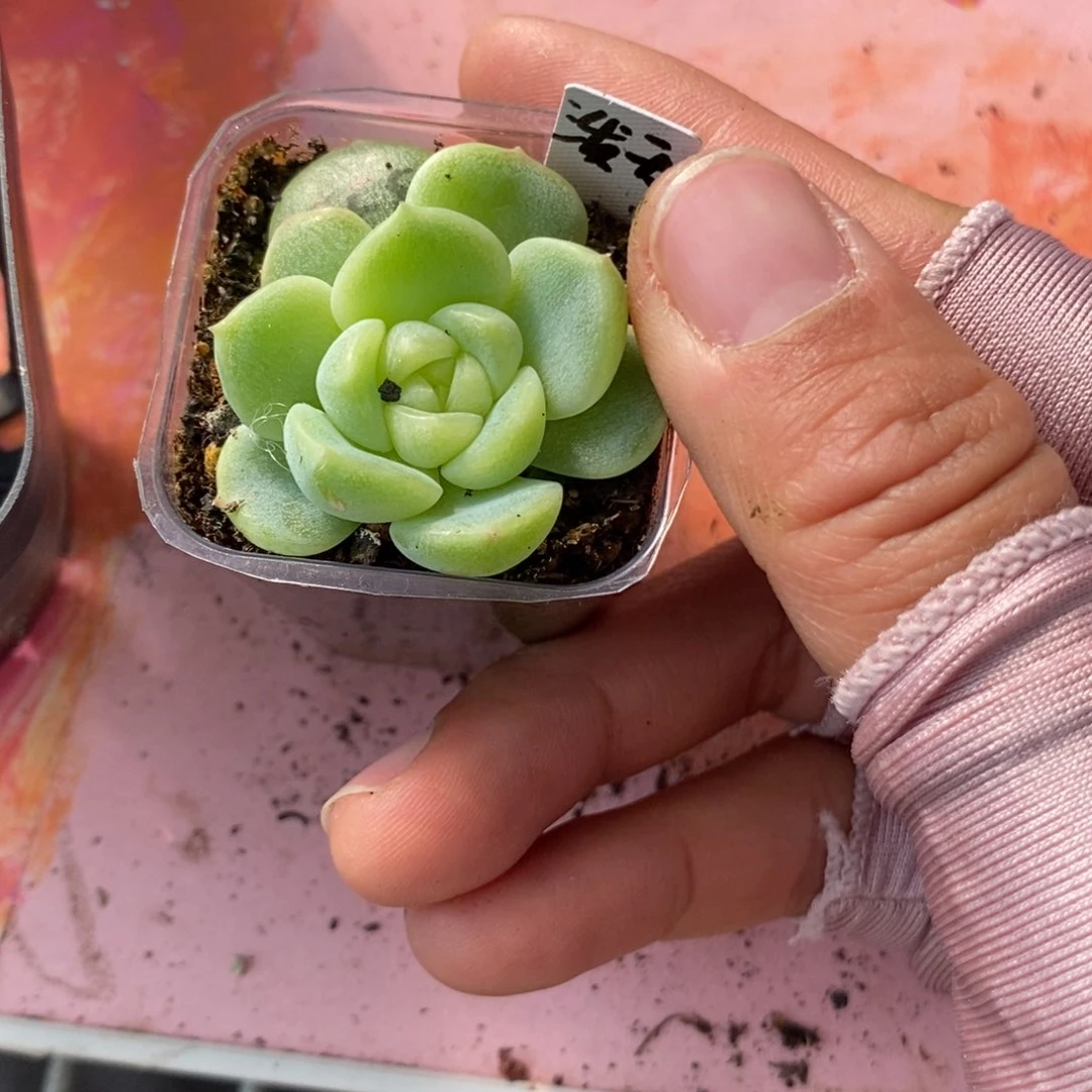 标签790泼天财富一个多肉