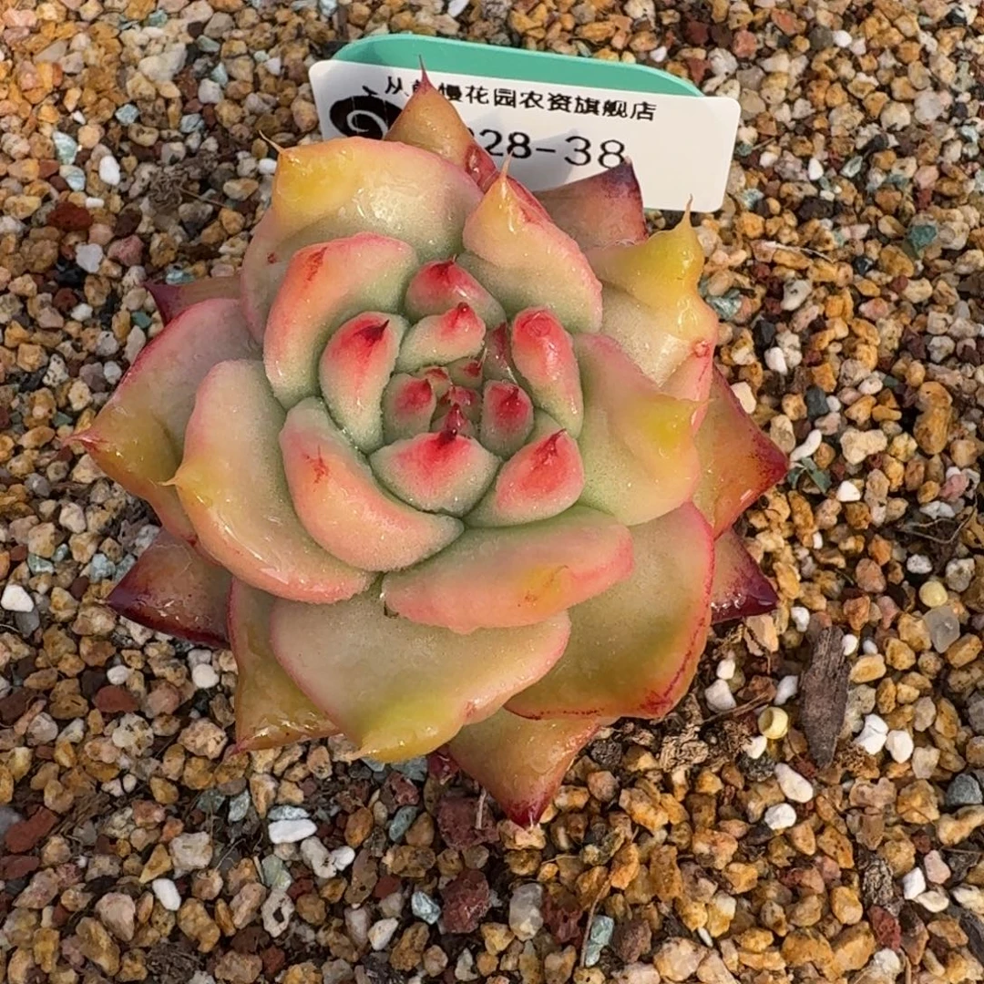 从前慢花园多肉编号1228-38