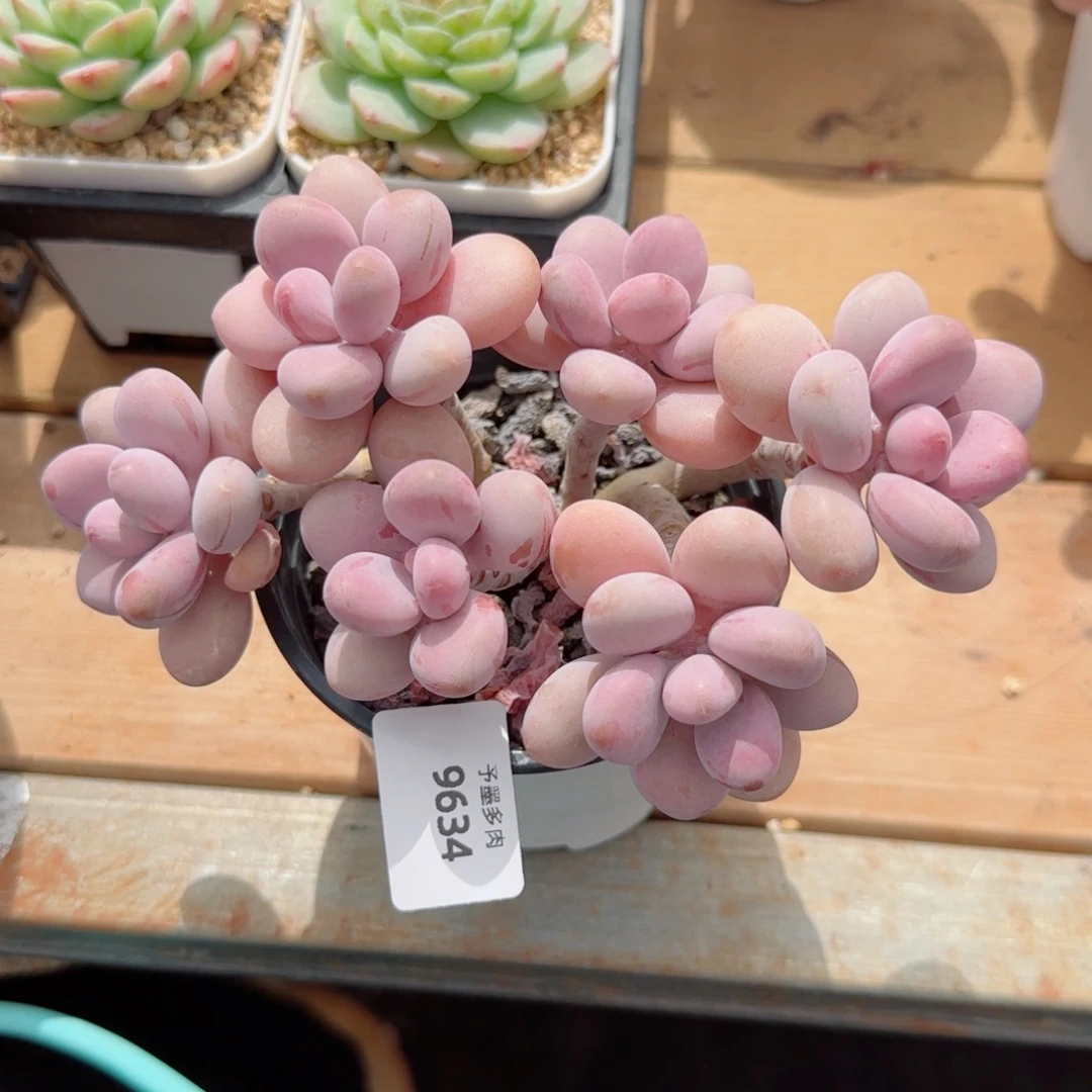 桃蛋无砍，9634多肉植物