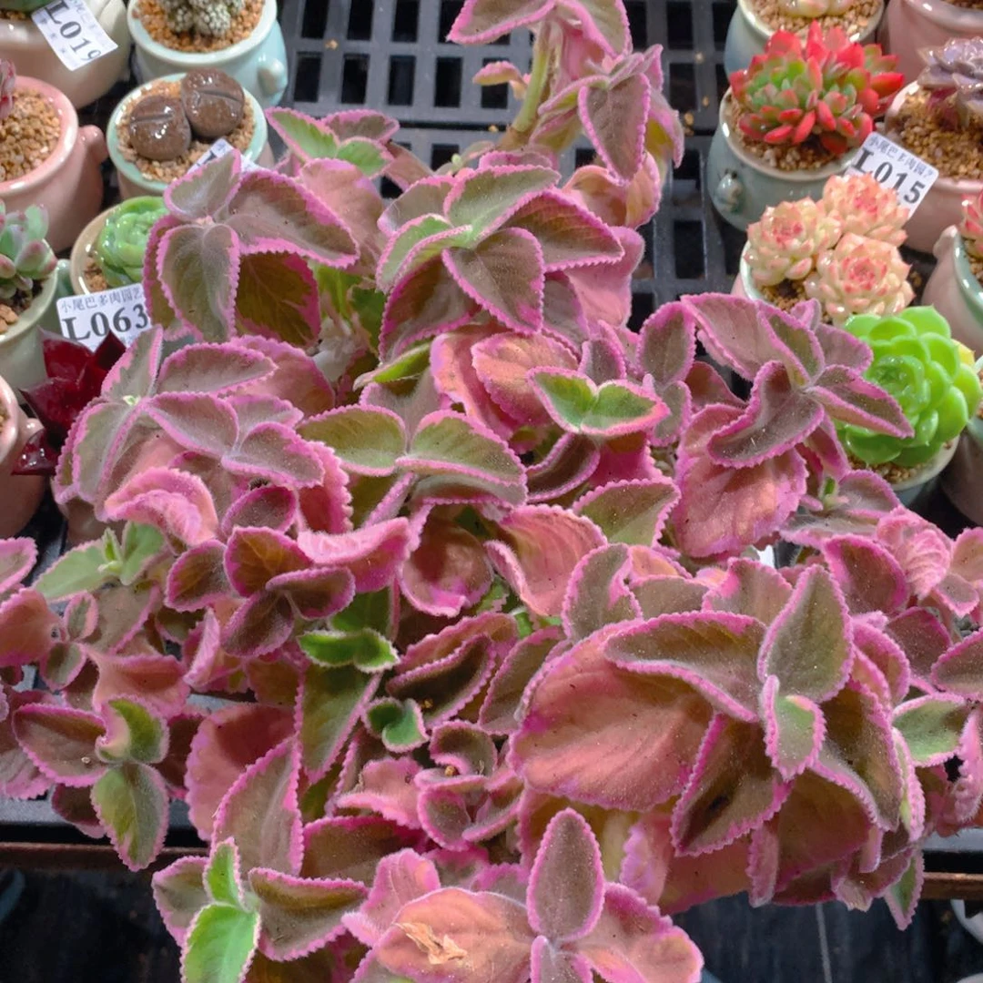 小尾巴5CM迷你拇指盆L108