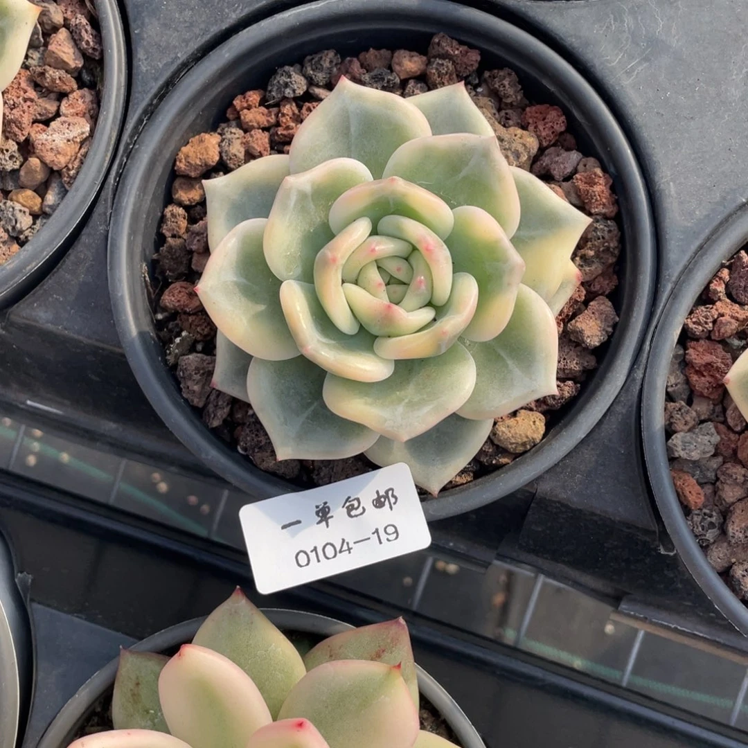 0104-19-伊丽莎白锦，，，，，，