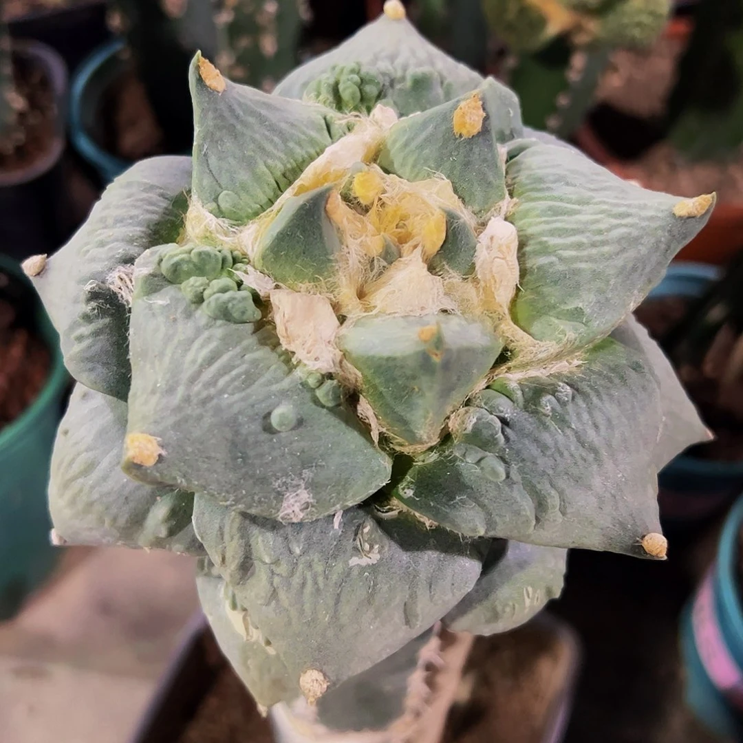 无花朵福利青瓷怒涛牡丹14公分733