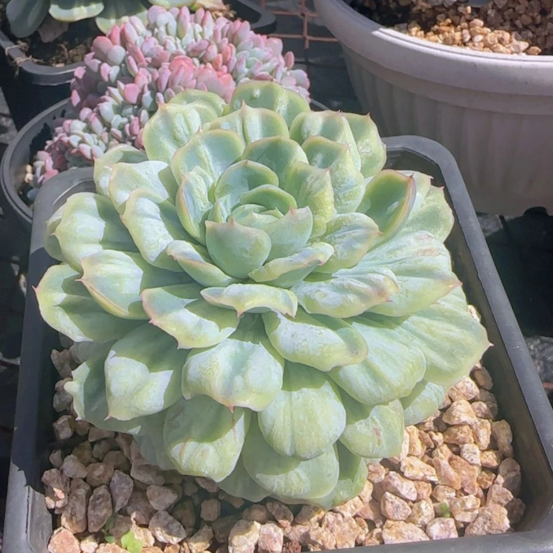 【闪购商品】泡泡纱裙28.8