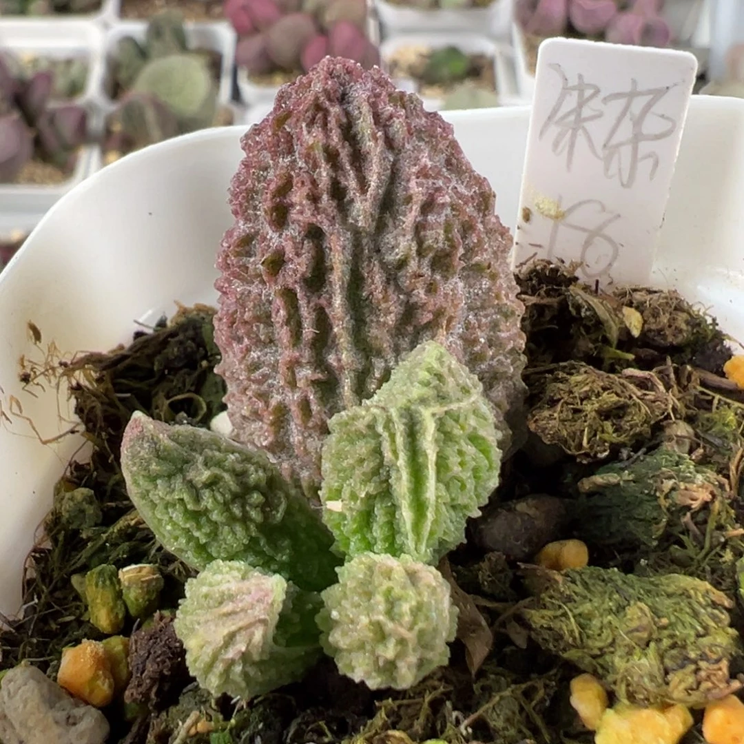 w猪杂多肉植物水泡