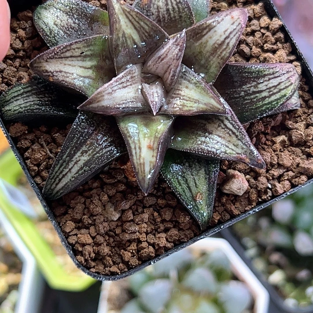 实生硬叶特选十二卷多肉