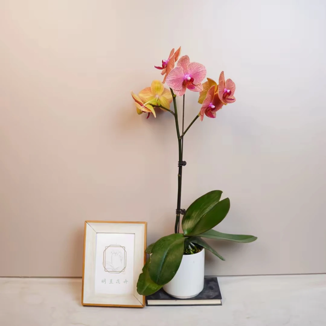 明兰花卉 高档蝴蝶兰【KV62】3.0寸杯 全花开花株发货