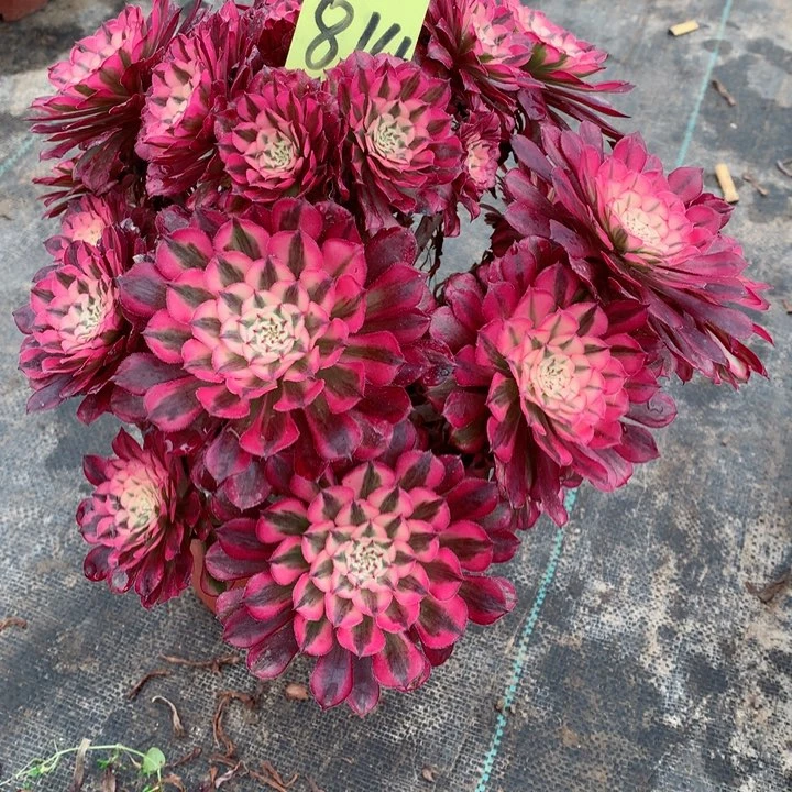 814红铜白多肉111111