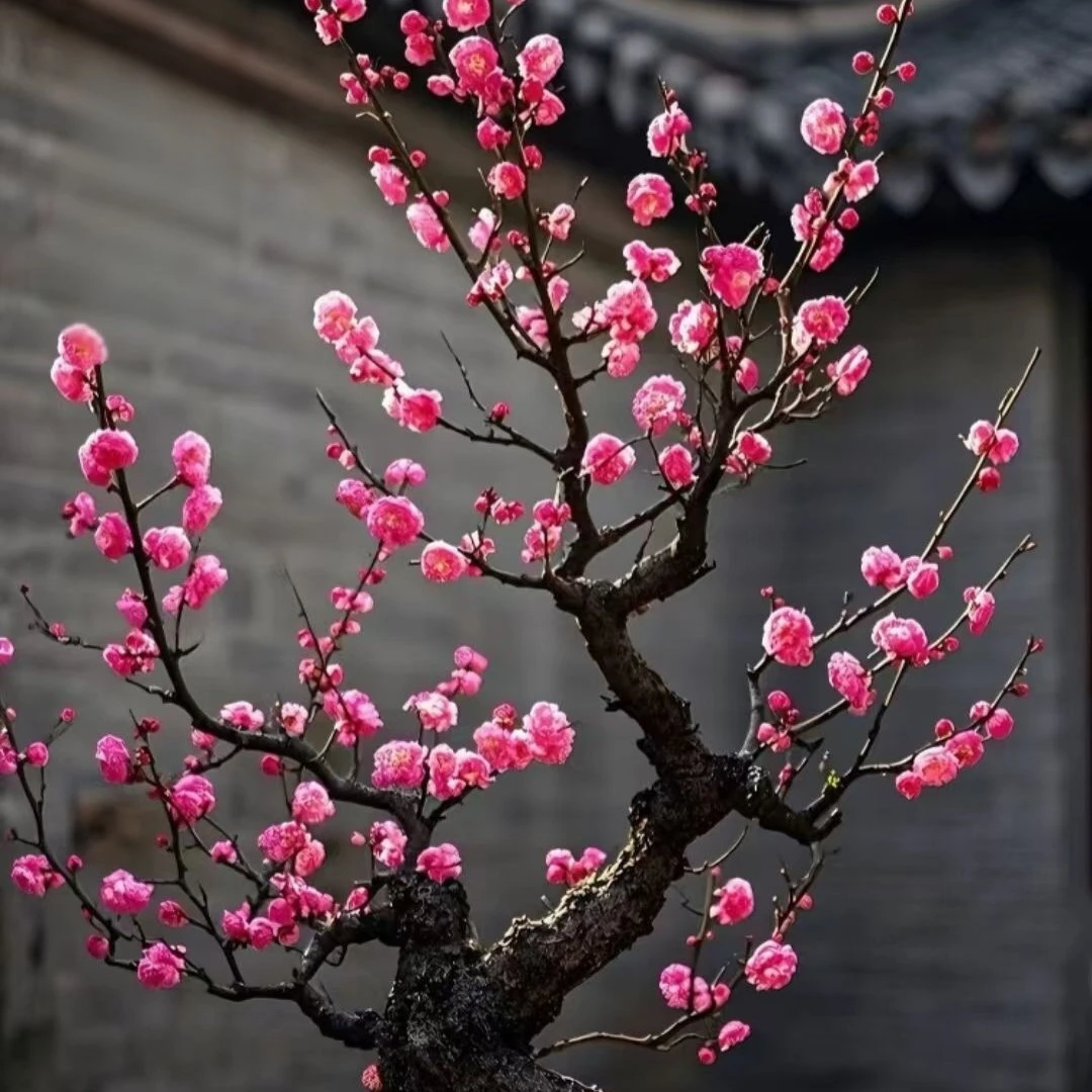 梅花新品美人流水乌梅一树二品够费用就发漏30件品种不一样手慢无