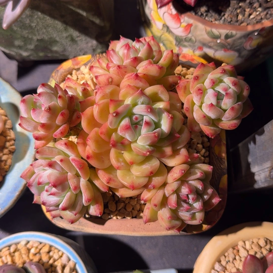 白拉糖 群生 一物一拍