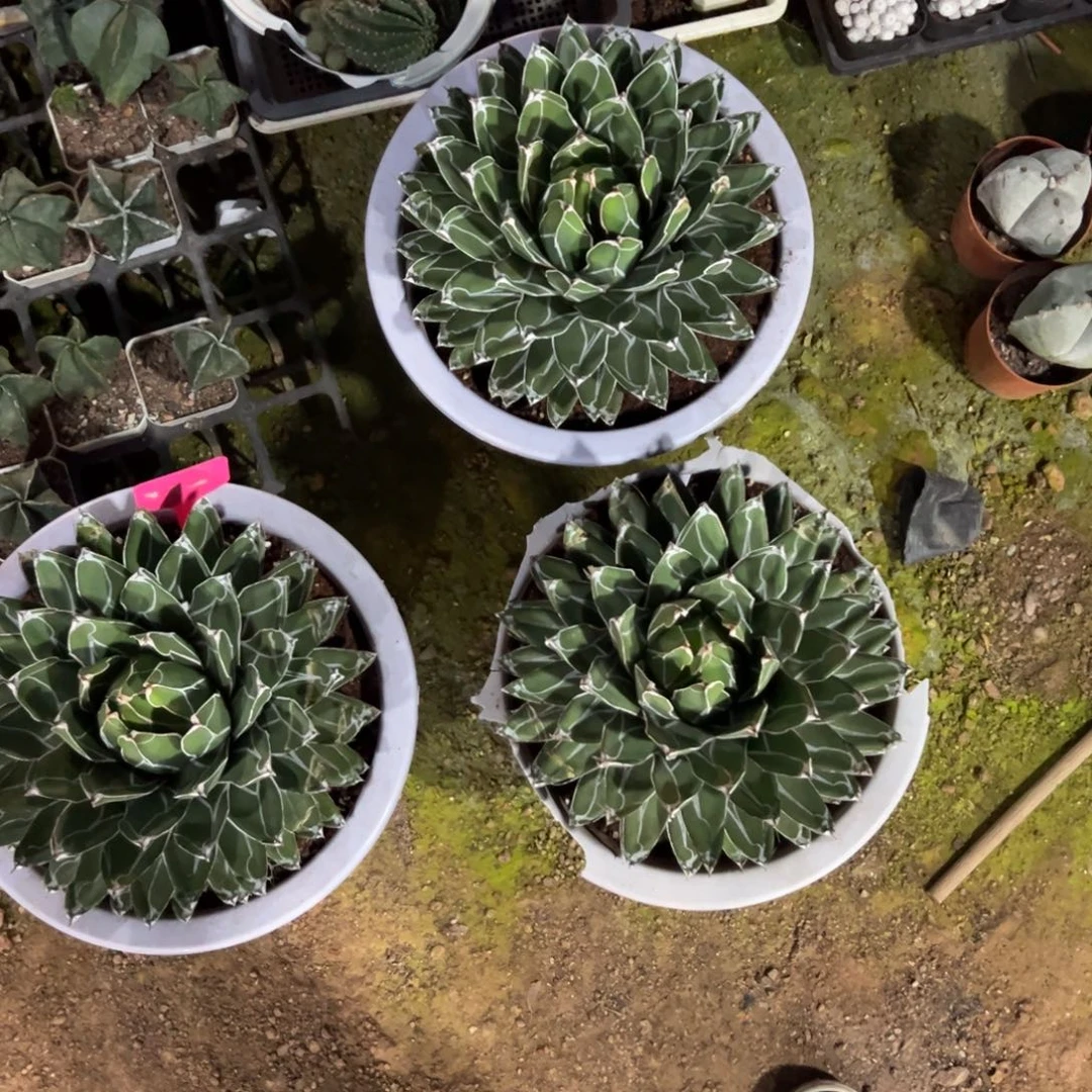 屉之雪浪漫随机一颗