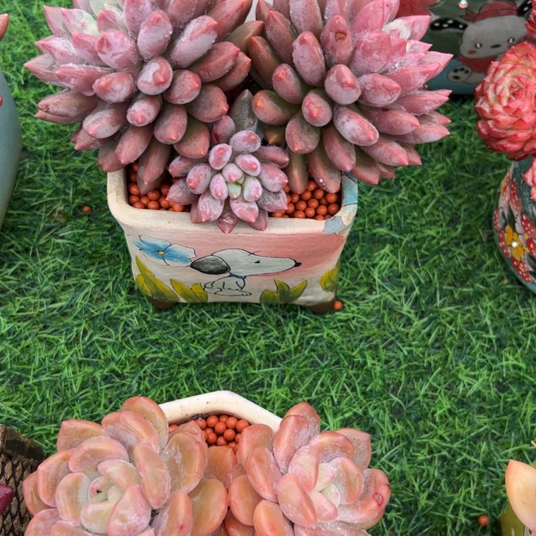 温***生蓝精灵多肉植物带盆