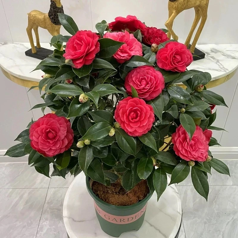 【加大版高70-90】大红茶花四季山茶花开花老桩粗杆花卉绿植带花苞