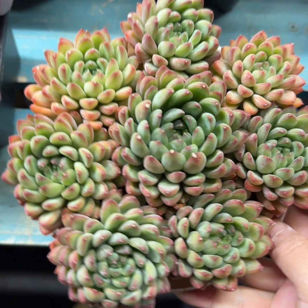 8头甲骨文，发货点延迟