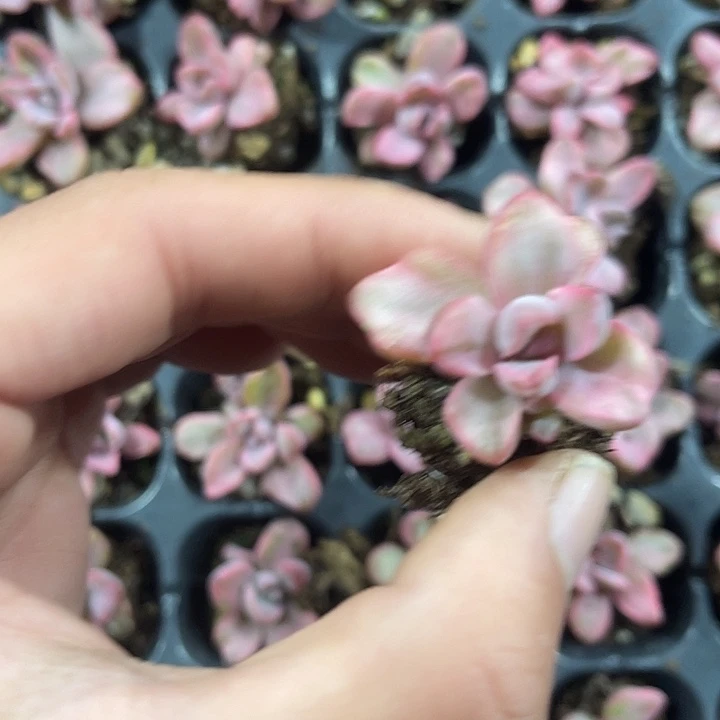 精品石化彩虹糖拉丝锦