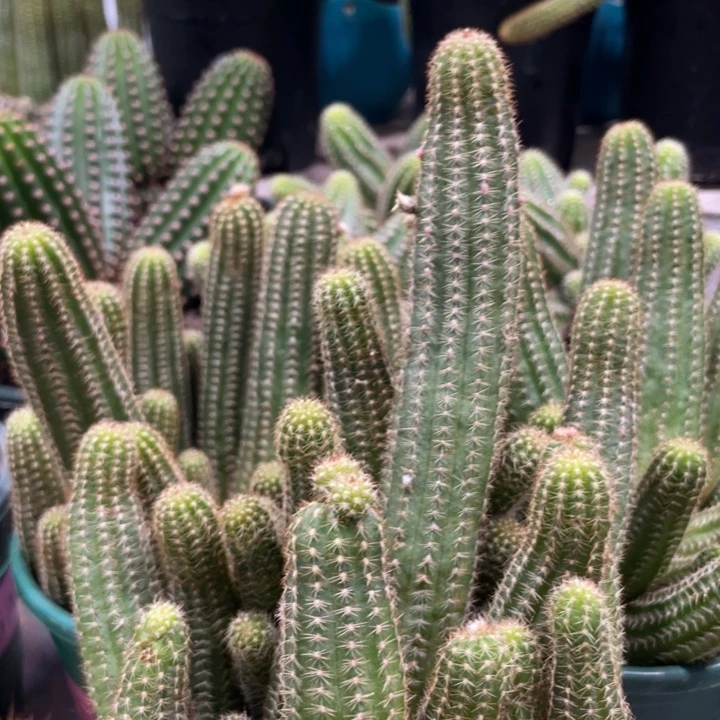 超大群进口白檀绯红皇后