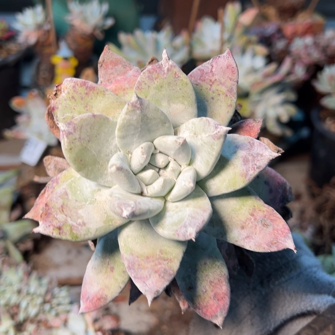 245哈哈哈哈哈哈哈哈