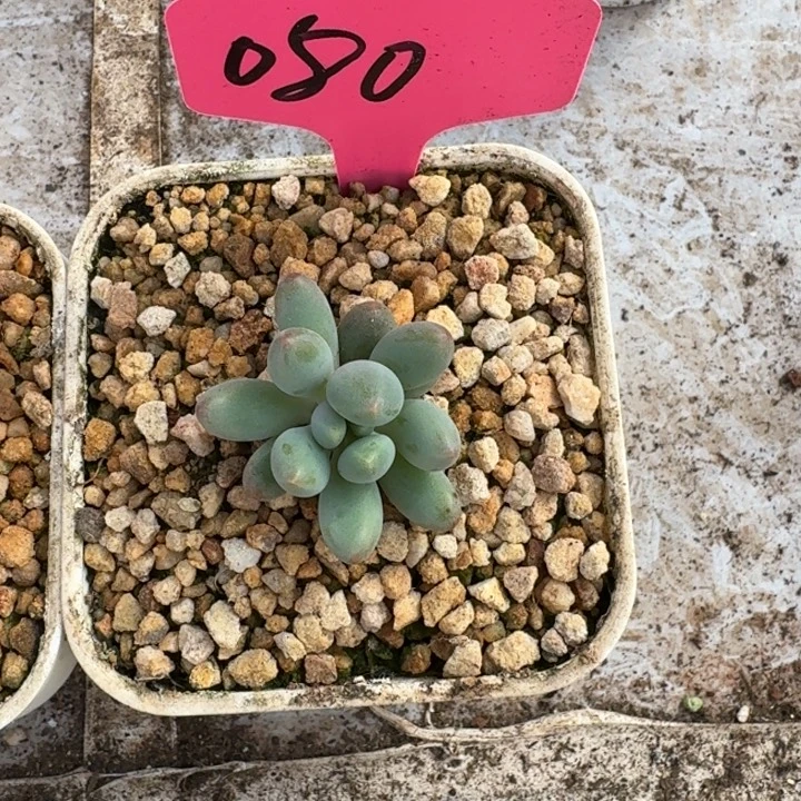 080弗莱布新号福利价