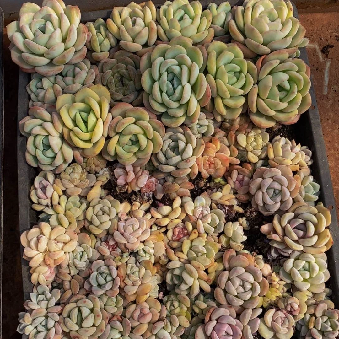 h****h498多肉植物保护研究所所长