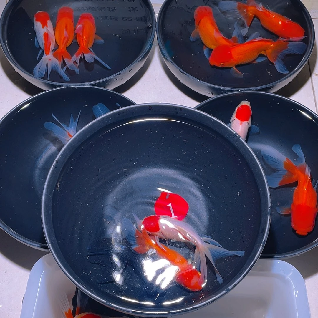 可***爱海水金鱼宠粉福利开始