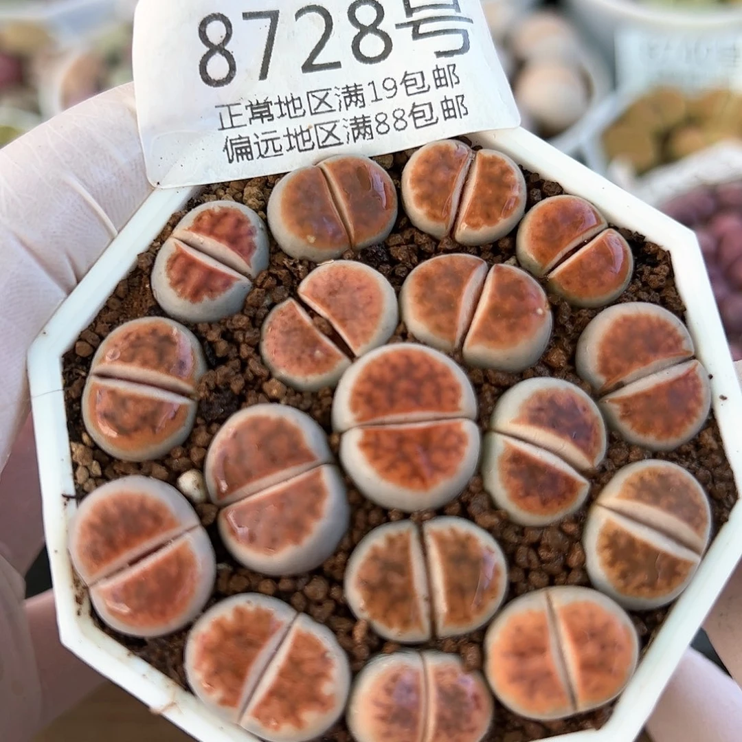 好养易活生石花大母本8728