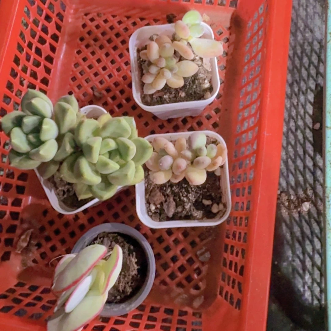 锦*精品彩虹奶酪多肉植物