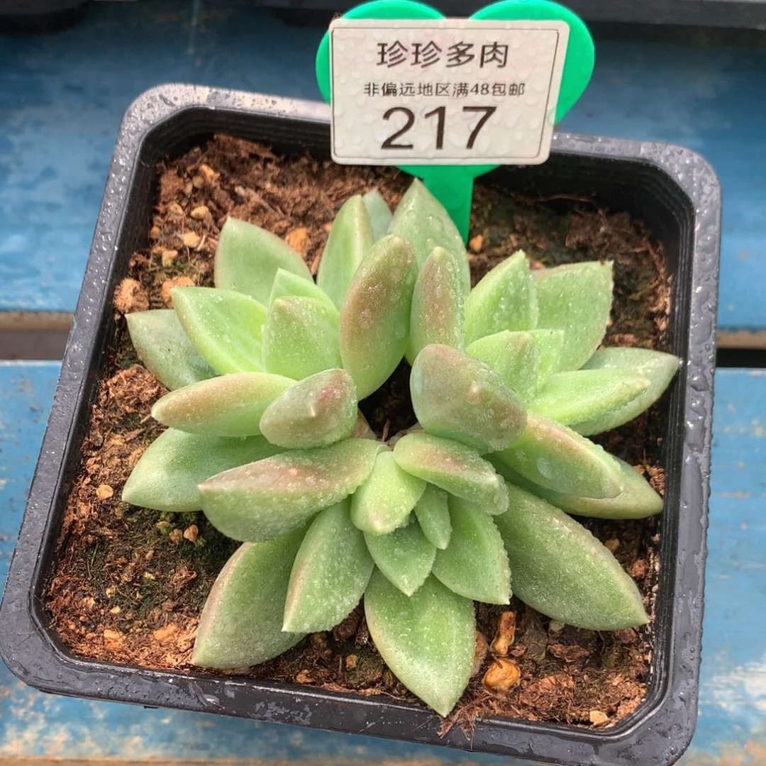 迷雾泡泡开播福利217