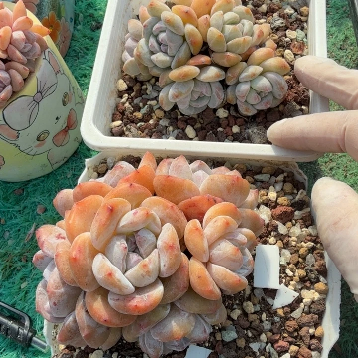 星影老桩群有砍精品包邮