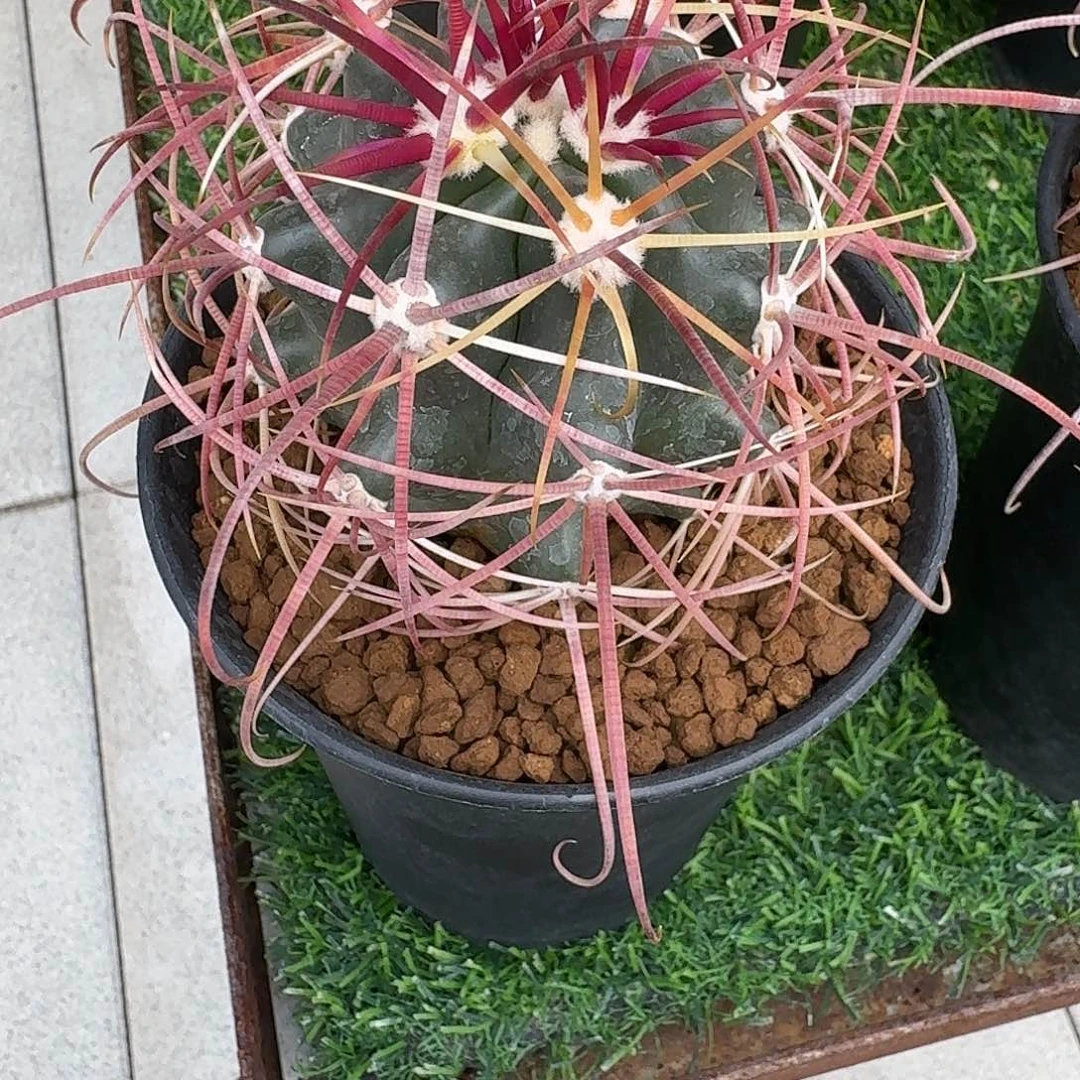 舍***谁直播间，哥哥，虎头，专拍，