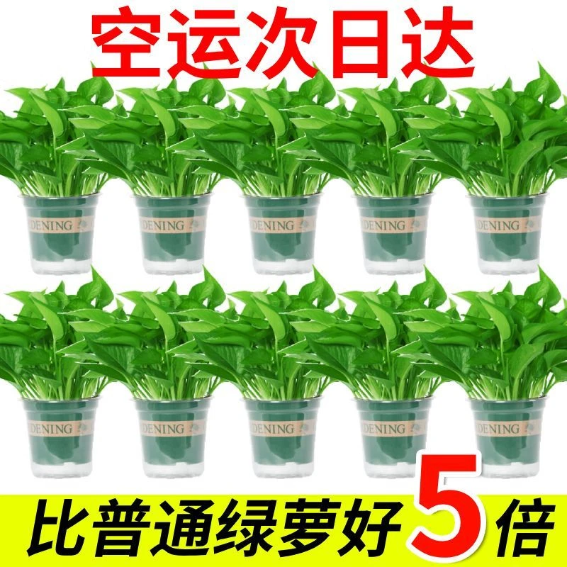 绿萝盆栽室内吸甲醛净化空气长藤垂吊好养绿植花卉