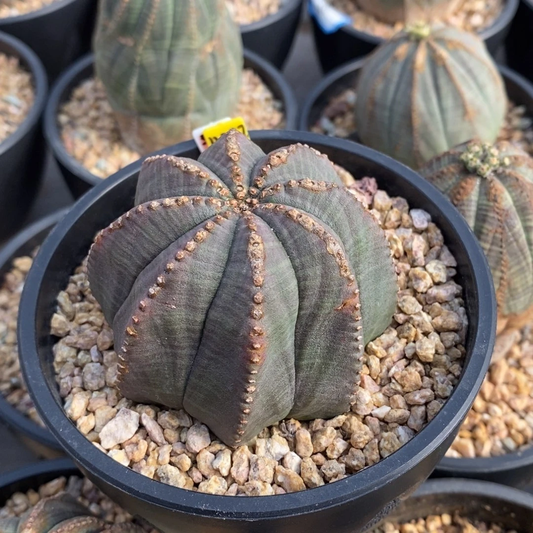 20 欧系实生布纹球多肉植物