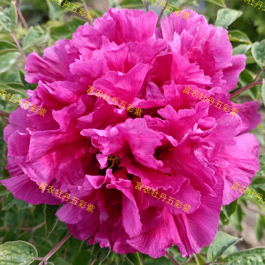 富农紫斑牡丹五彩紫嫁接苗花卉