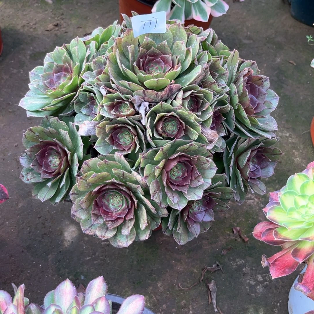 多肉植物万拉丝777