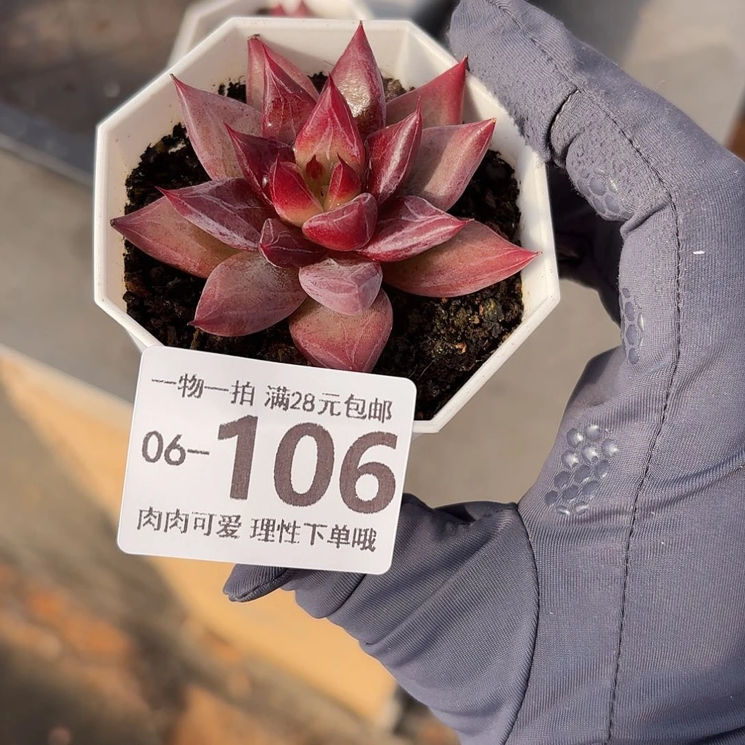 墨韵无盆土发货无